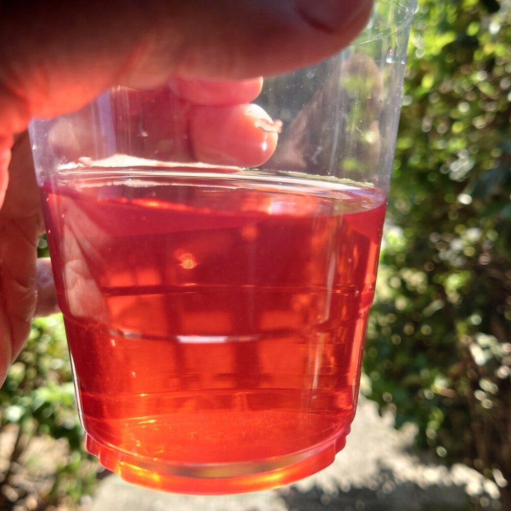 Presto Dorothy Rapid Cold Brewer (works with Tea!) - Picture 9 of 10